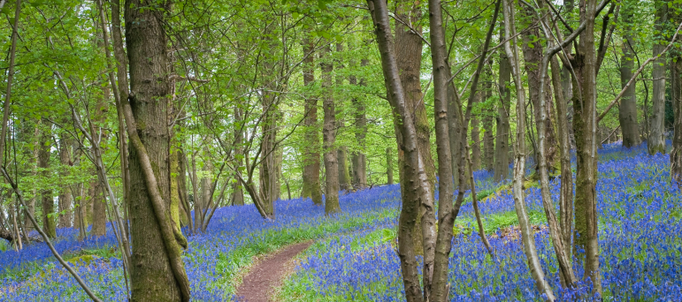 Forest of Dean